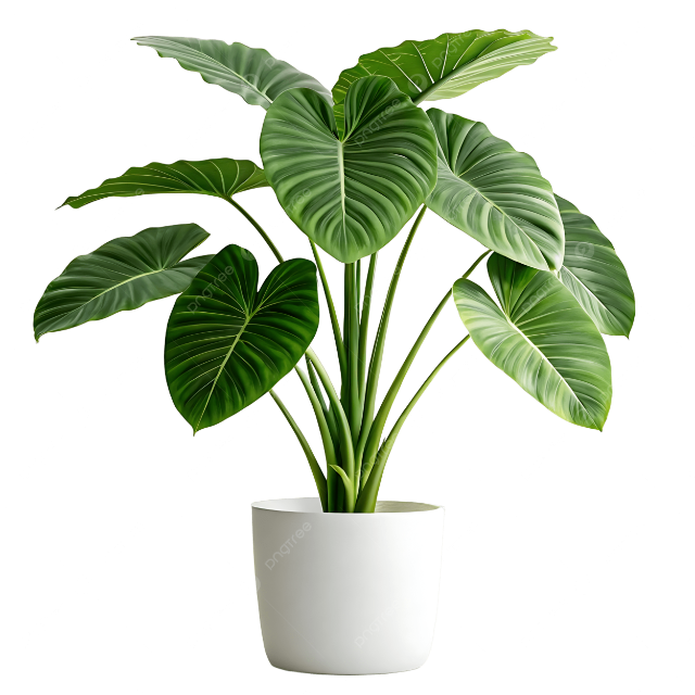 Potted plant with large green leaves